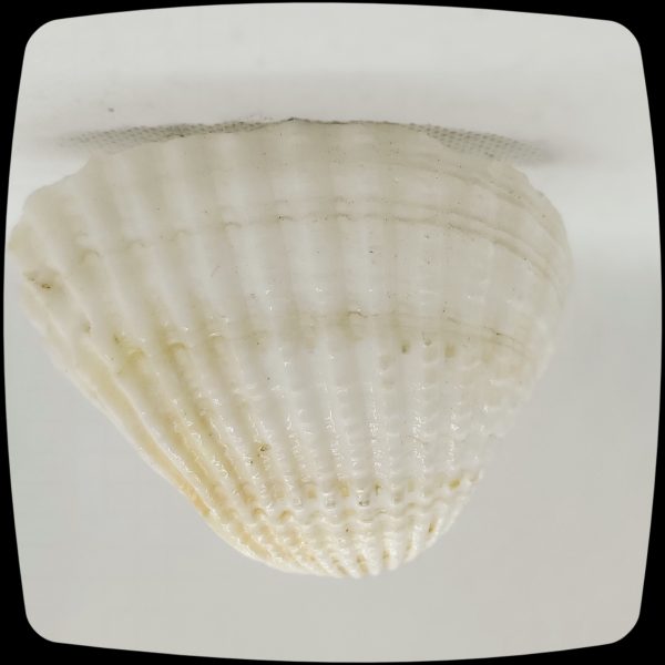 Item # 031M - Authentic Brown and Cream Mussell Seashell Medallion - 3" - 4" Diameter - Image 2