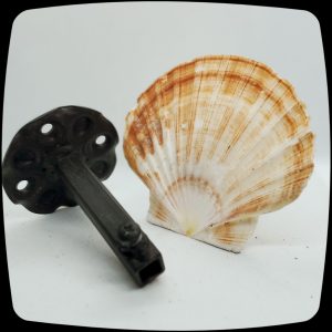 Item #055M - Authentic Irish Flat Shell Drapery Medallion - 4" - 5" Diameter.