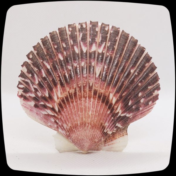 Item #057M - Pectin Purple Scalllion Seashell Drapery Medallion - 3" - 4" Diameter - Image 2