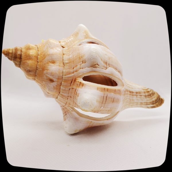 Item #062 - Large Ark Seashell Drapery Medallion - 3" +/- - Image 2