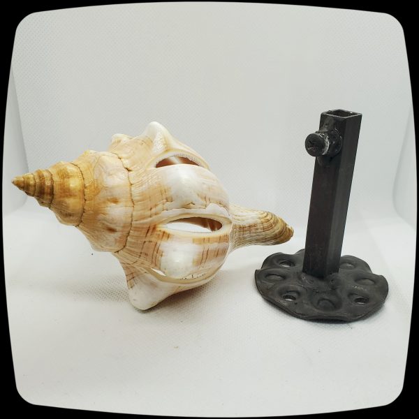 Item #062 - Large Ark Seashell Drapery Medallion - 3" +/- - Image 3
