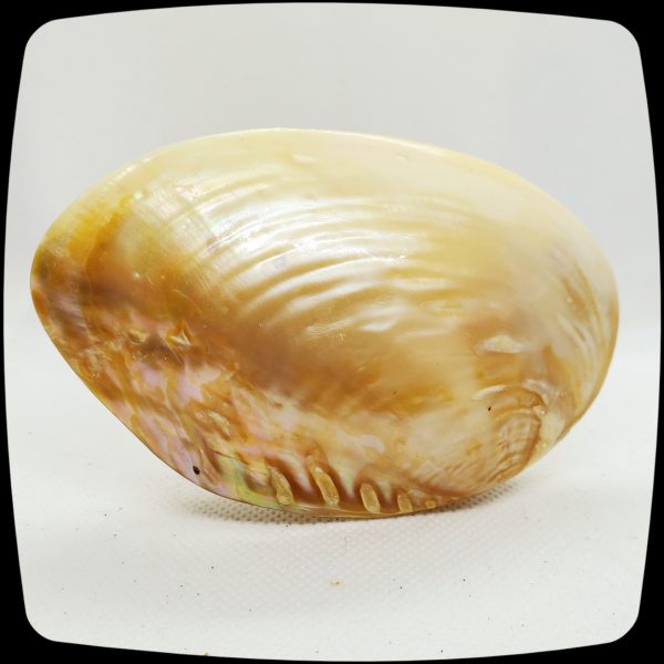 Item # 069M - Authentic Polished Trochus Seashell Drapery Medallion - 2" - 4" Diameter - Image 2