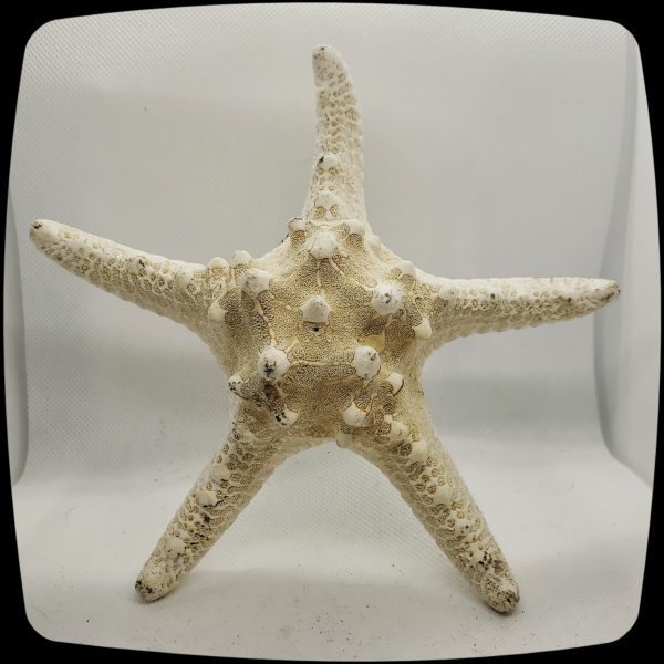 Knobby Dyed Starfish Drapery Medallion - 4" - 5" Diameter -   Item #072 - Image 6
