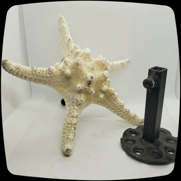 Knobby Dyed Starfish Drapery Medallion - 4" - 5" Diameter -   Item #072 - Image 7