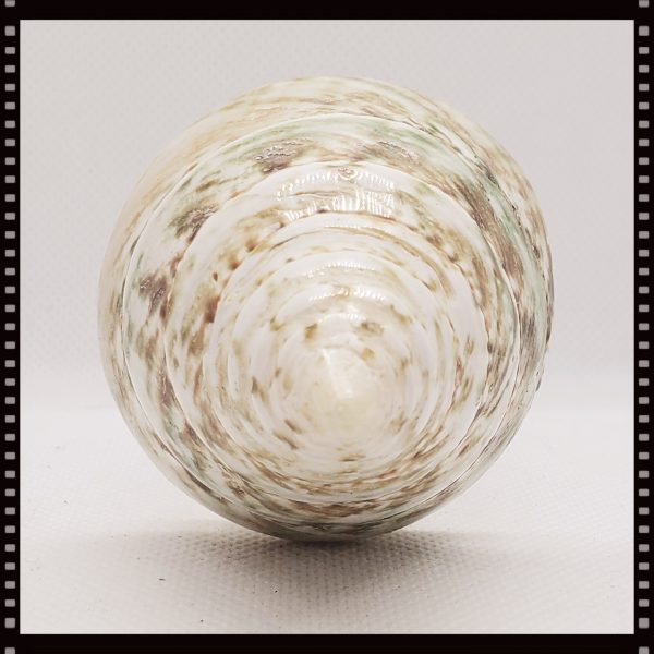 Item # 073M - Fox Seashell Drapery Medallion - 4" - 5" L - Image 2