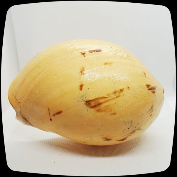Item #075M - Indian Melon Seashell Drapery Medallion - 5" - 6" Diameter - Image 2