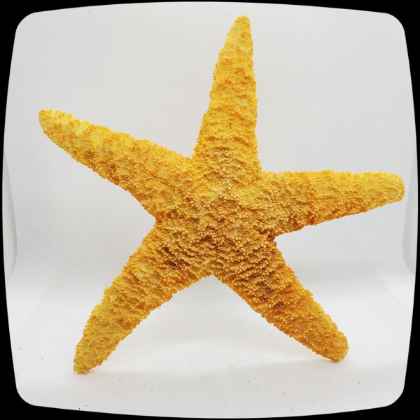 Item #083M - Sugar Starfish Drapery Medallion - 4" - 5" Diameter - Image 2