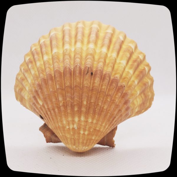 Item #091M - Authentic Mexican Deep Shell Seashell Drapery Medallion - 3" - 4" Diameter - Image 2